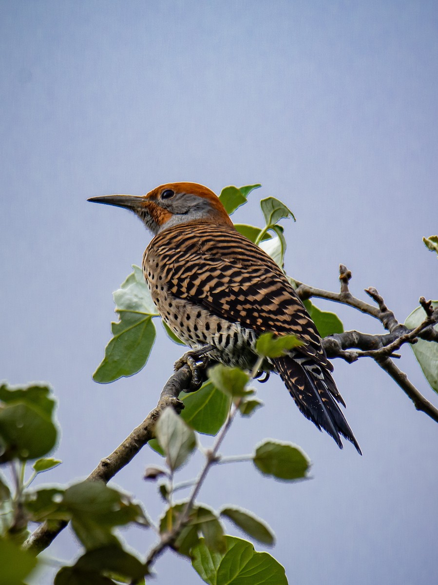 Northern Flicker (Guatemalan) - ML611234003