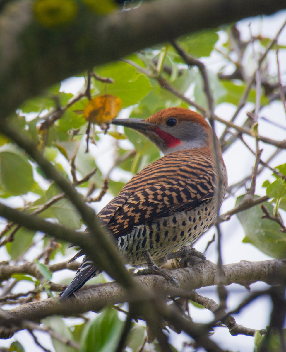 Northern Flicker (Guatemalan) - ML611234004