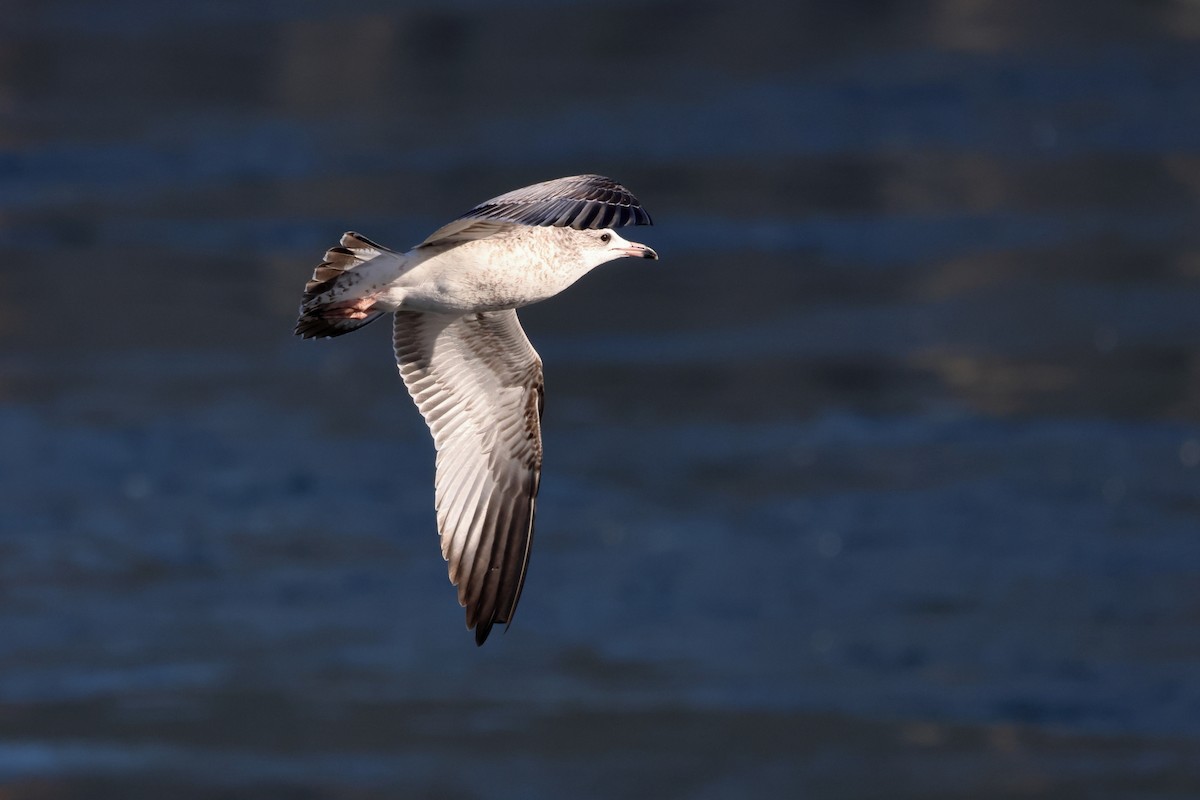 Ring-billed Gull - ML611234007