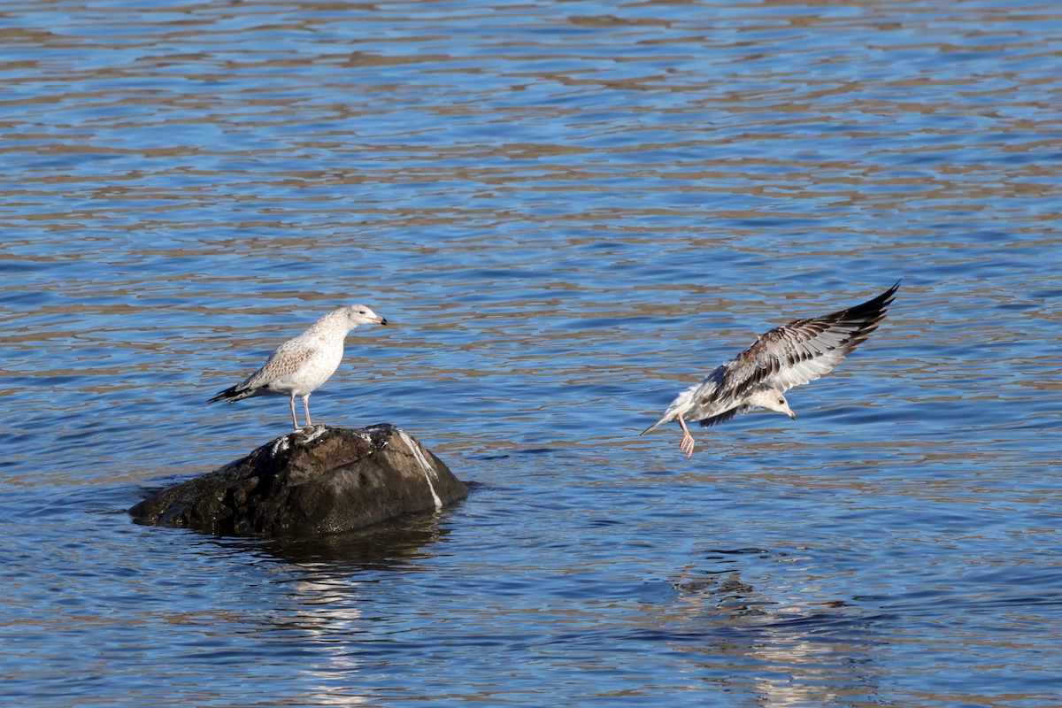 Ring-billed Gull - ML611234008