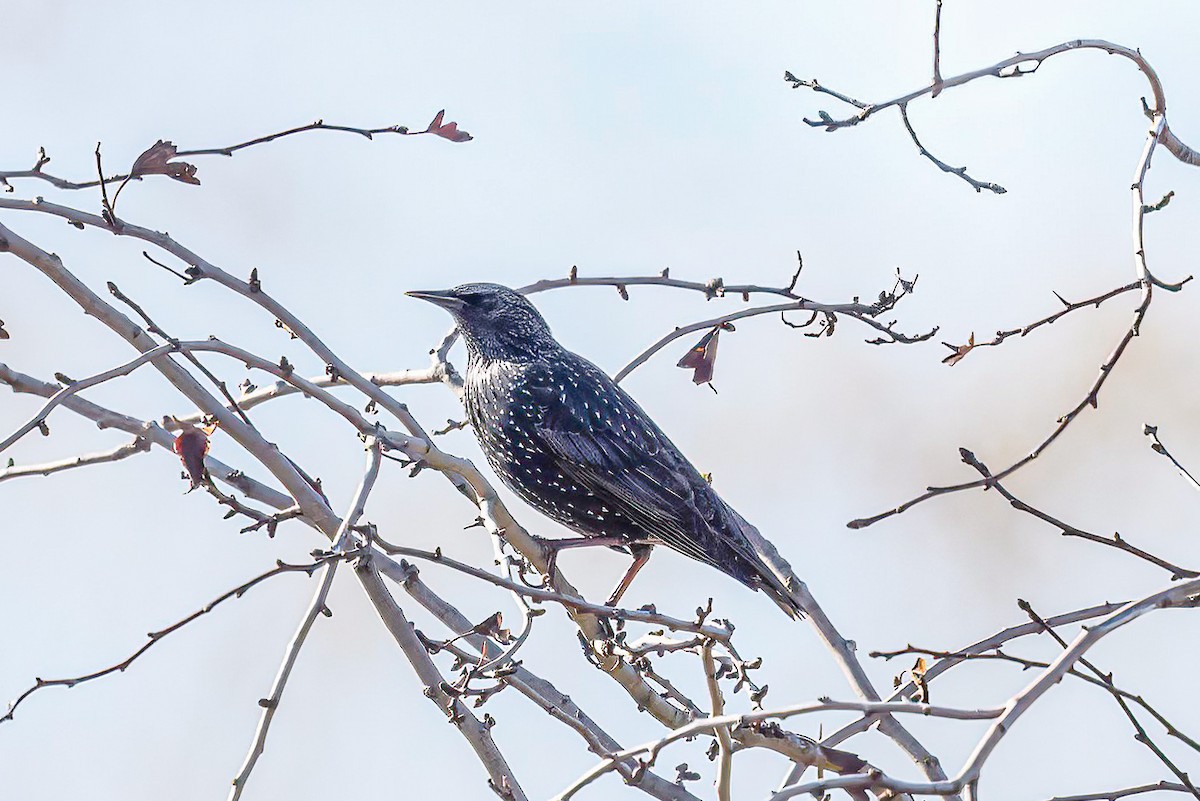 Spotless Starling - ML611234068