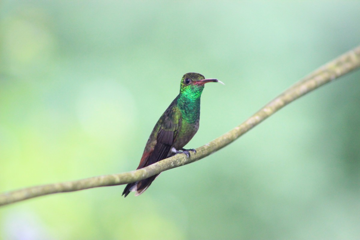 Rufous-tailed Hummingbird - ML611234180