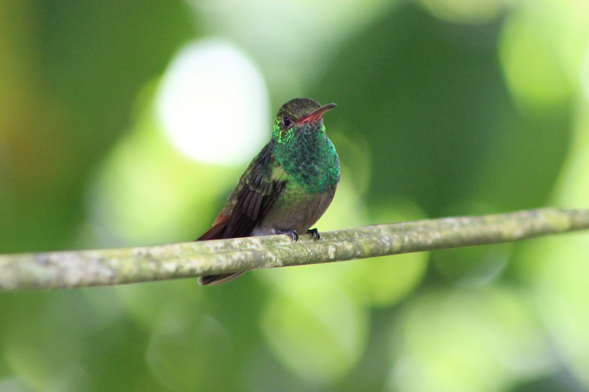 Rufous-tailed Hummingbird - Ronald Penner