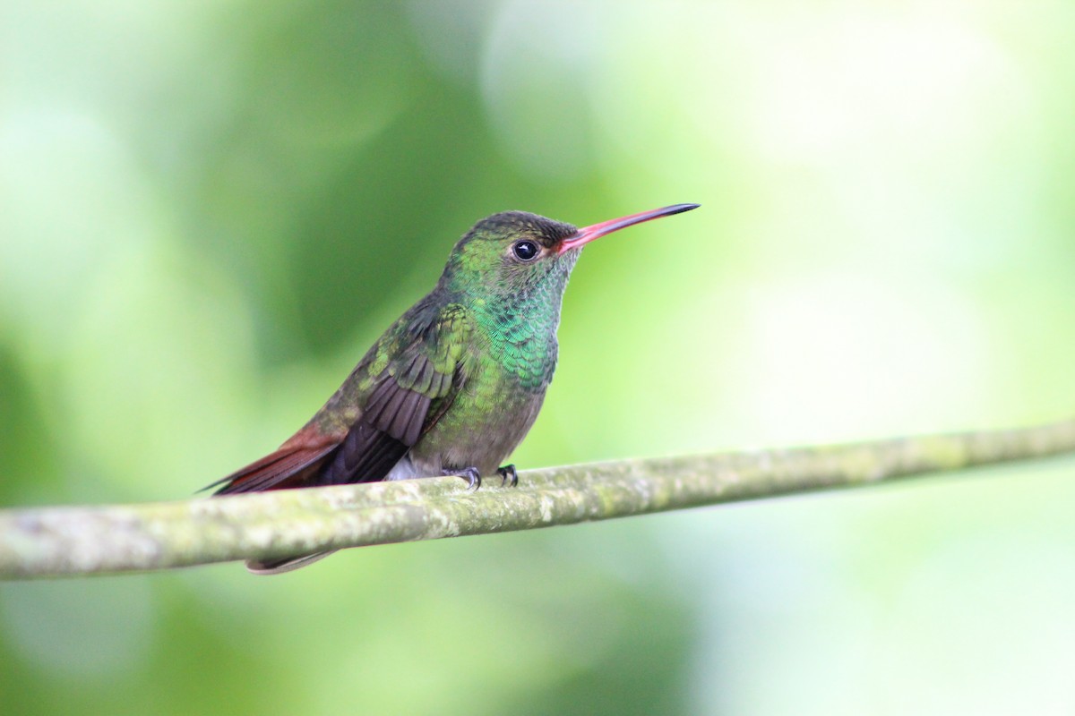 Rufous-tailed Hummingbird - ML611234212