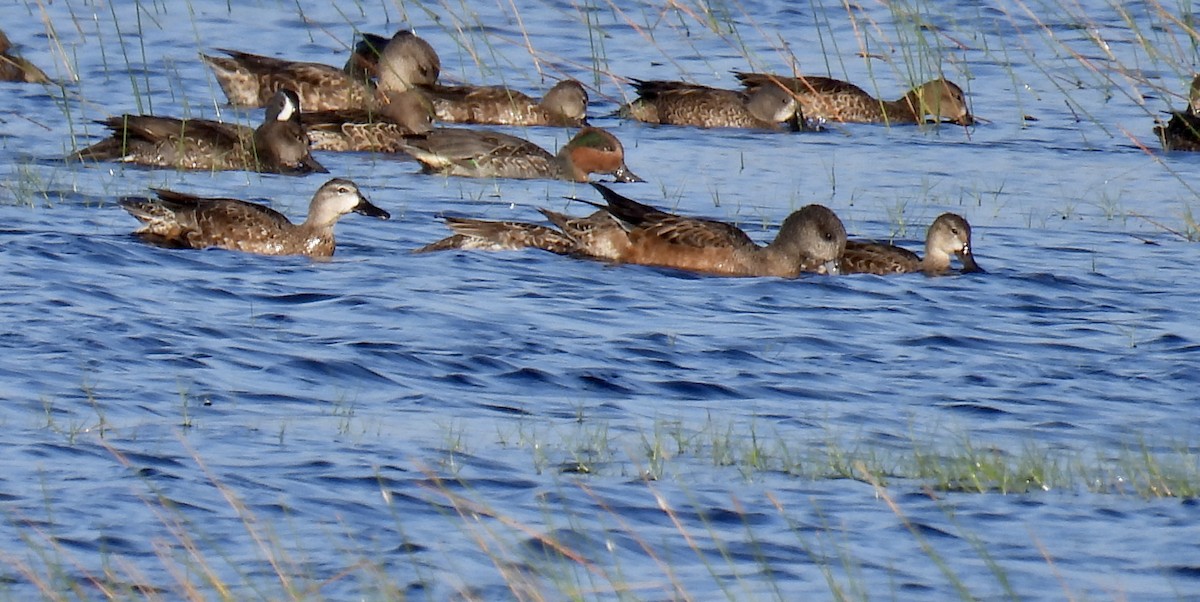 Green-winged Teal - ML611234213