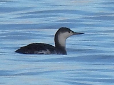 Red-throated Loon - ML611234277