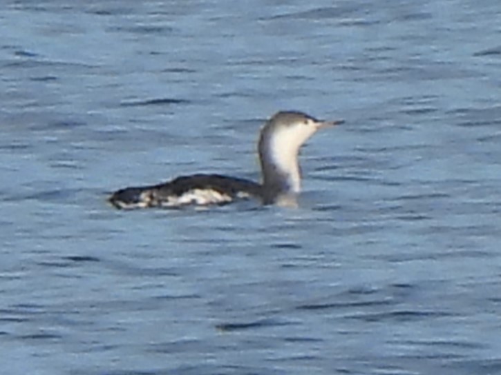 Red-throated Loon - ML611234278