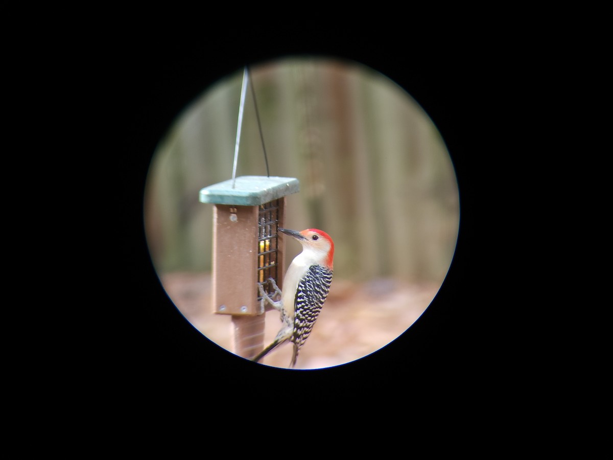 Red-bellied Woodpecker - ML611234326