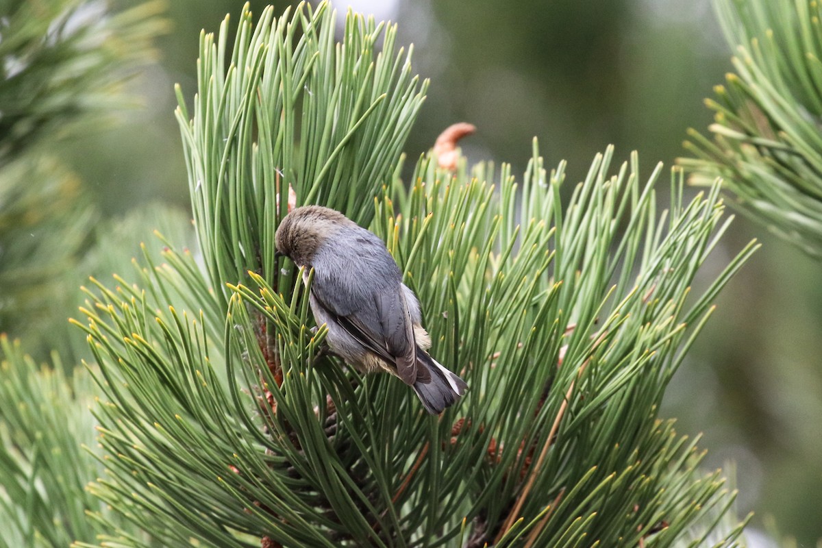 Pygmy Nuthatch - ML611234331