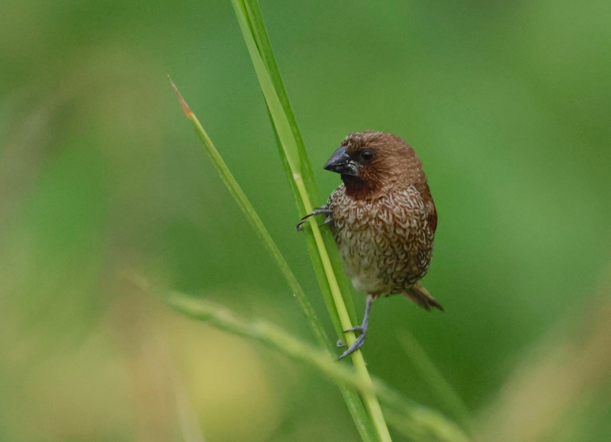 Scaly-breasted Munia - ML611234340