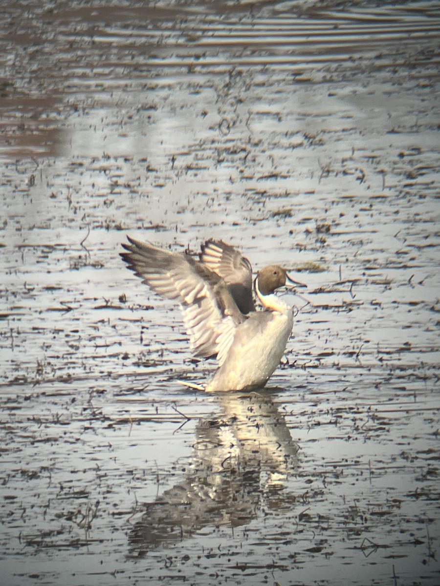 Northern Pintail - ML611234343