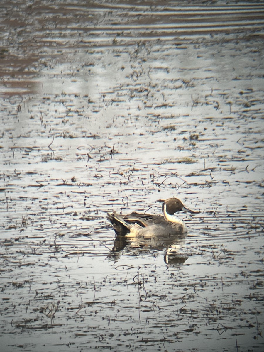 Northern Pintail - ML611234344