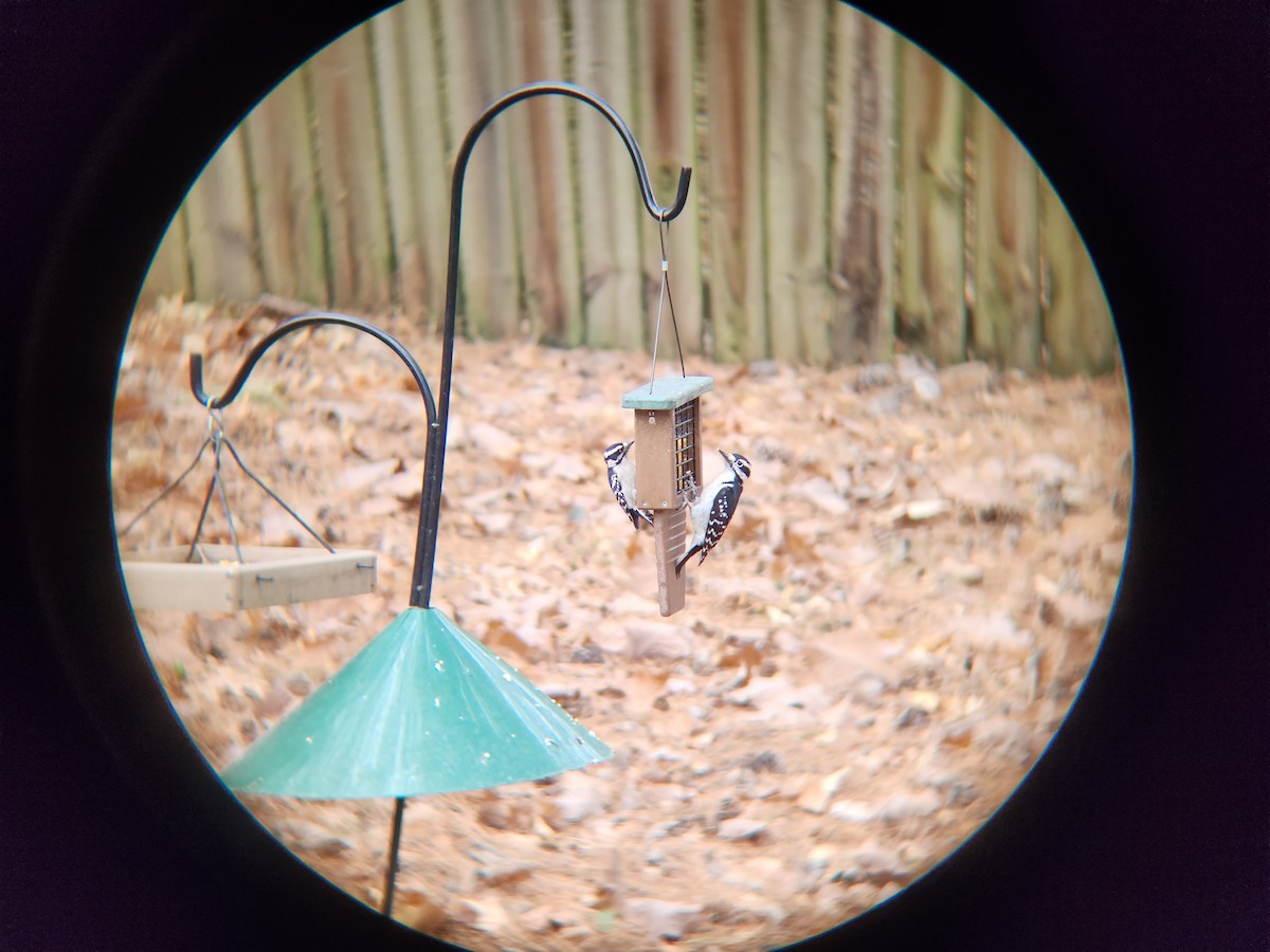 Downy Woodpecker - ML611234373