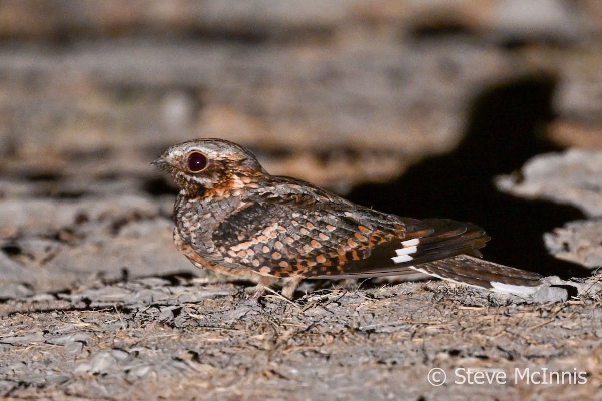 Rufous-cheeked Nightjar - ML611234379