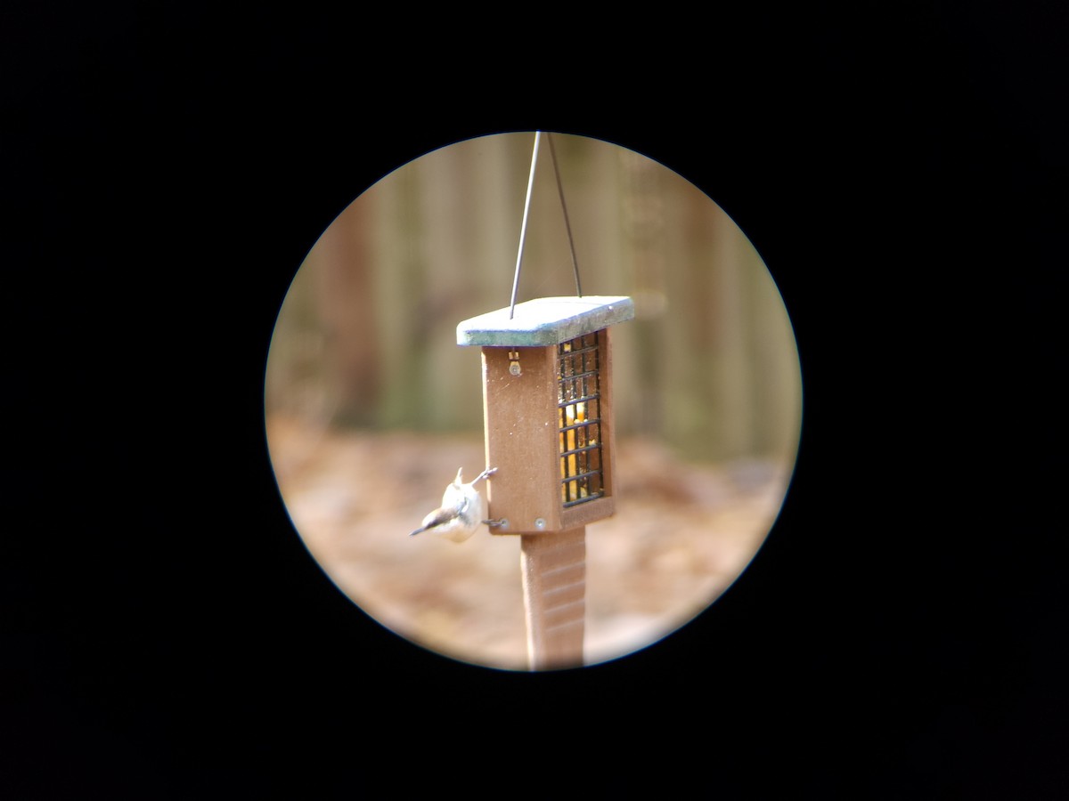Brown-headed Nuthatch - ML611234396