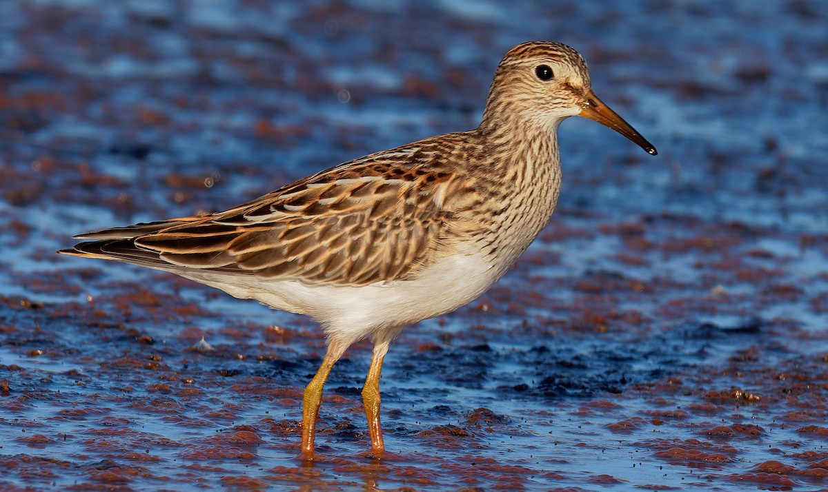 Graubrust-Strandläufer - ML611234443