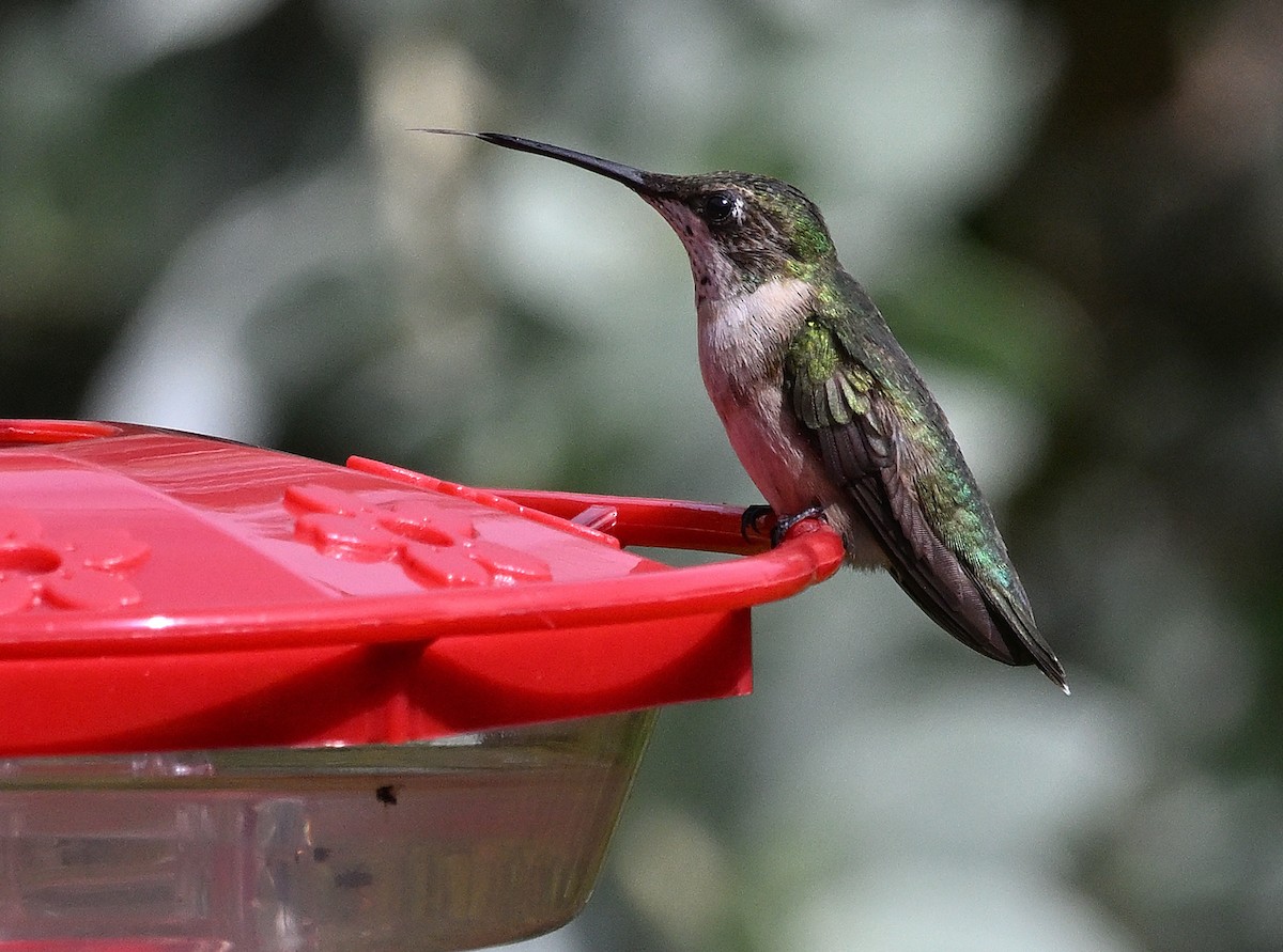 Ruby-throated Hummingbird - ML611234464