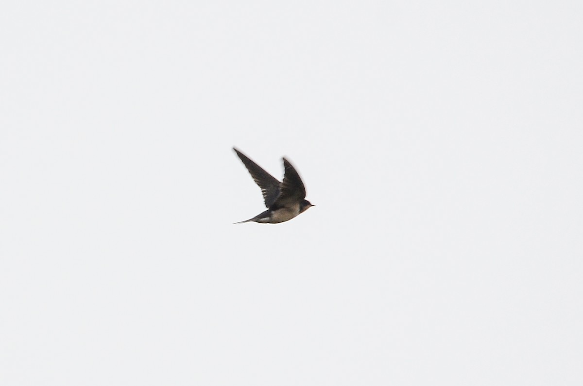 Barn Swallow - ML611234468