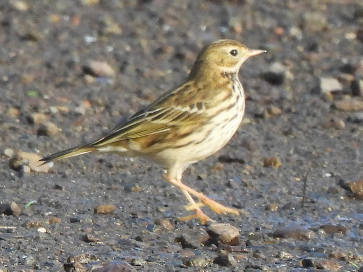 Meadow Pipit - ML611234474