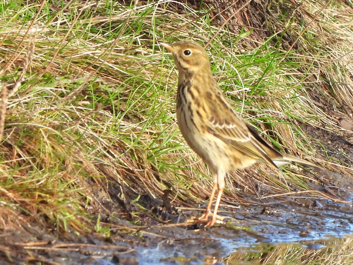 Meadow Pipit - ML611234475