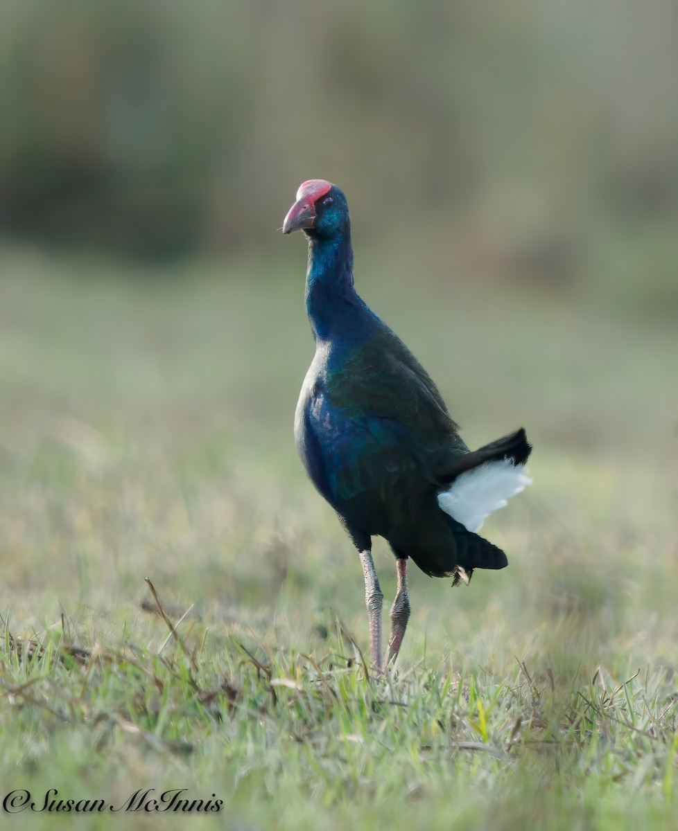 African Swamphen - ML611234605