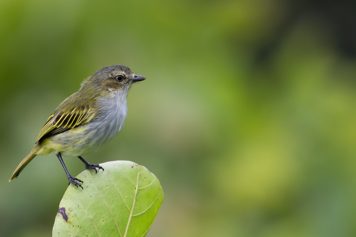 Mistletoe Tyrannulet - David R. Scott