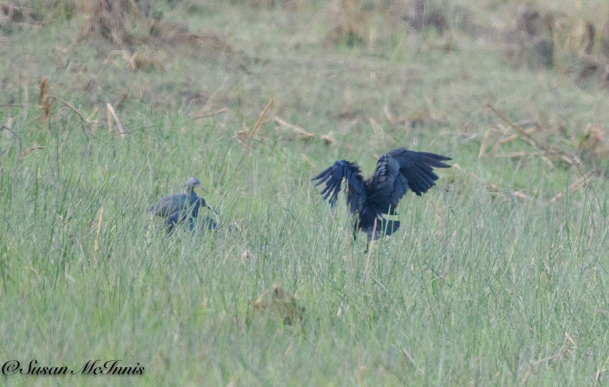 Slaty Egret - ML611234658