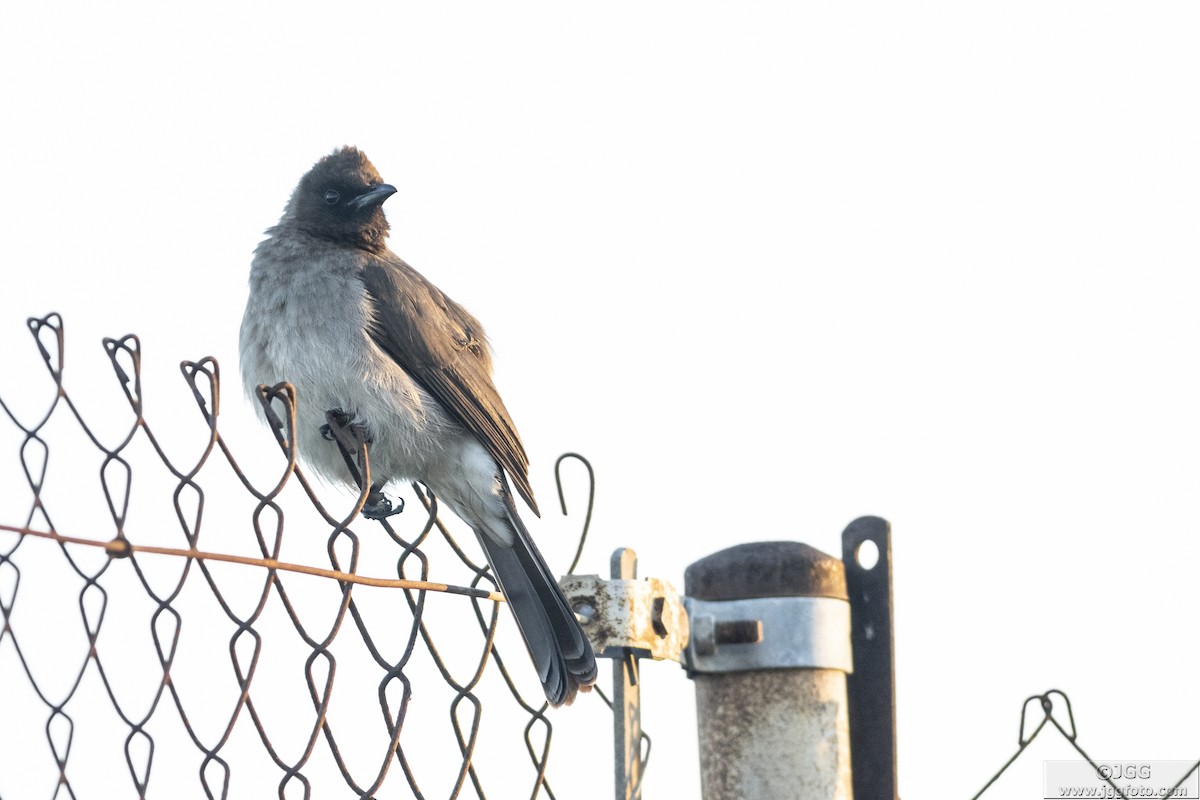 Common Bulbul - Javier Gómez González