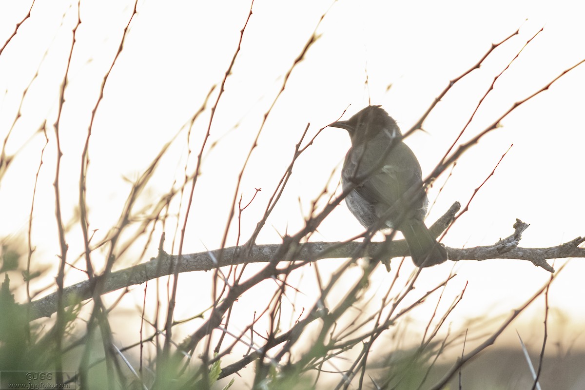 Bulbul des jardins - ML611234708