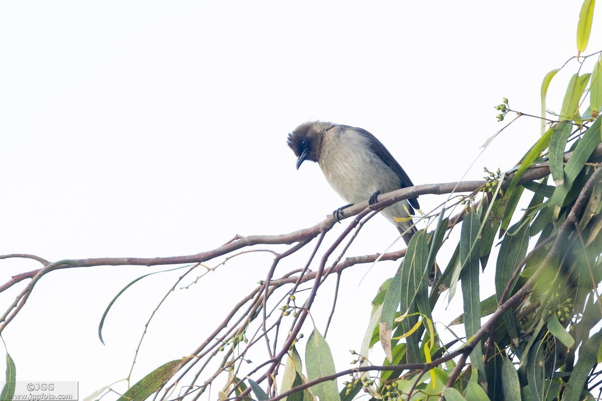 Common Bulbul - Javier Gómez González