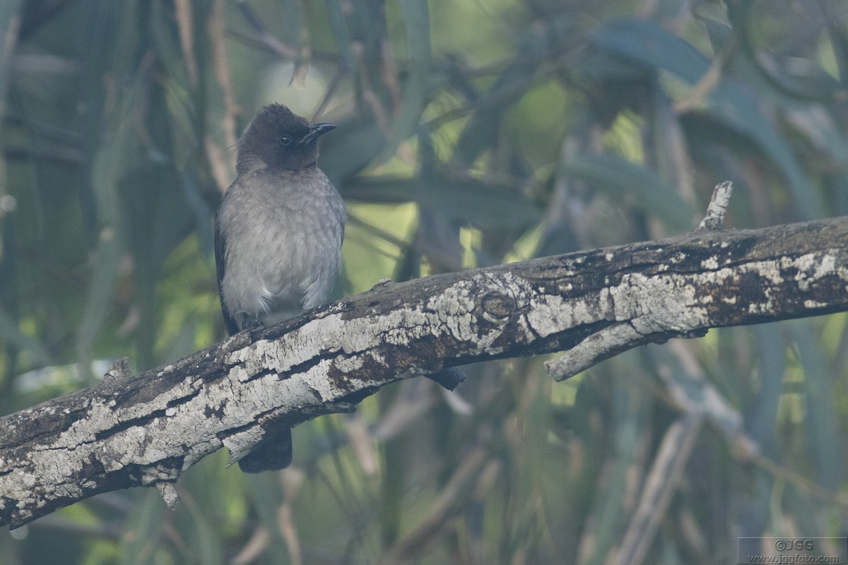 Common Bulbul - ML611234711