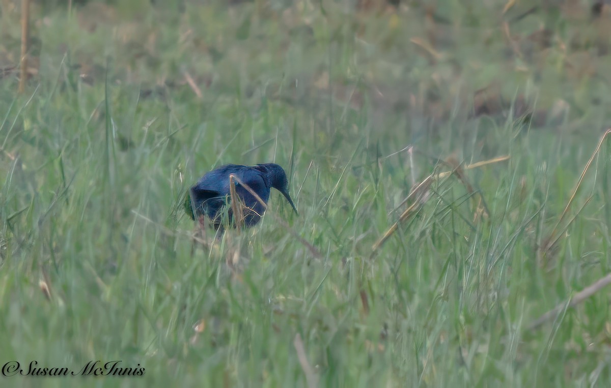 Slaty Egret - ML611234749