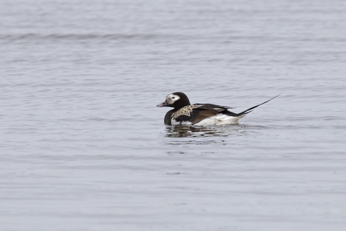 Long-tailed Duck - ML611234773
