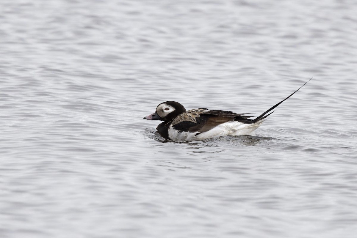 Long-tailed Duck - ML611234774