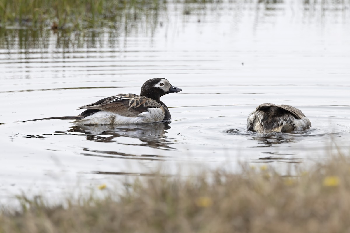 Long-tailed Duck - ML611234776