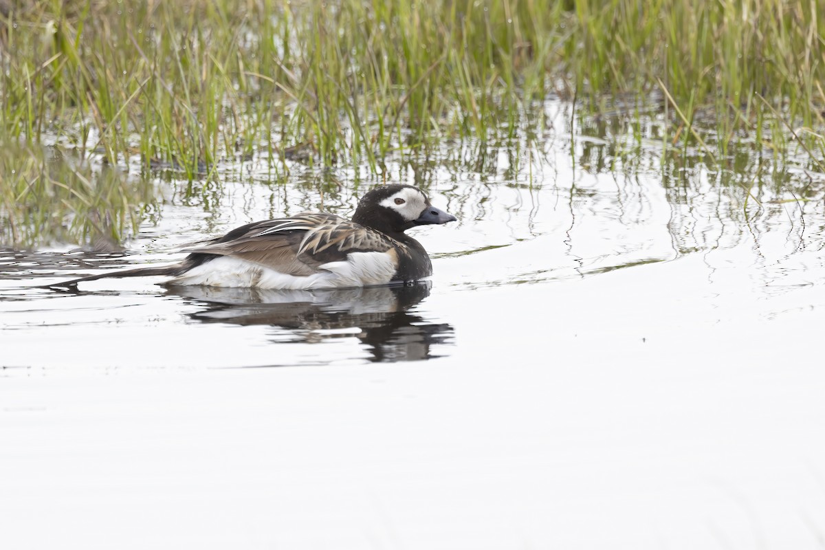 Long-tailed Duck - ML611234777
