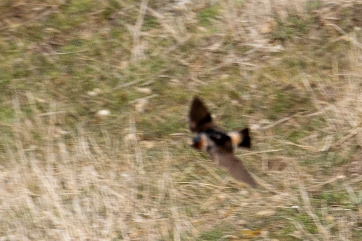 Cliff Swallow - Andy Pollard / Falklands Nature