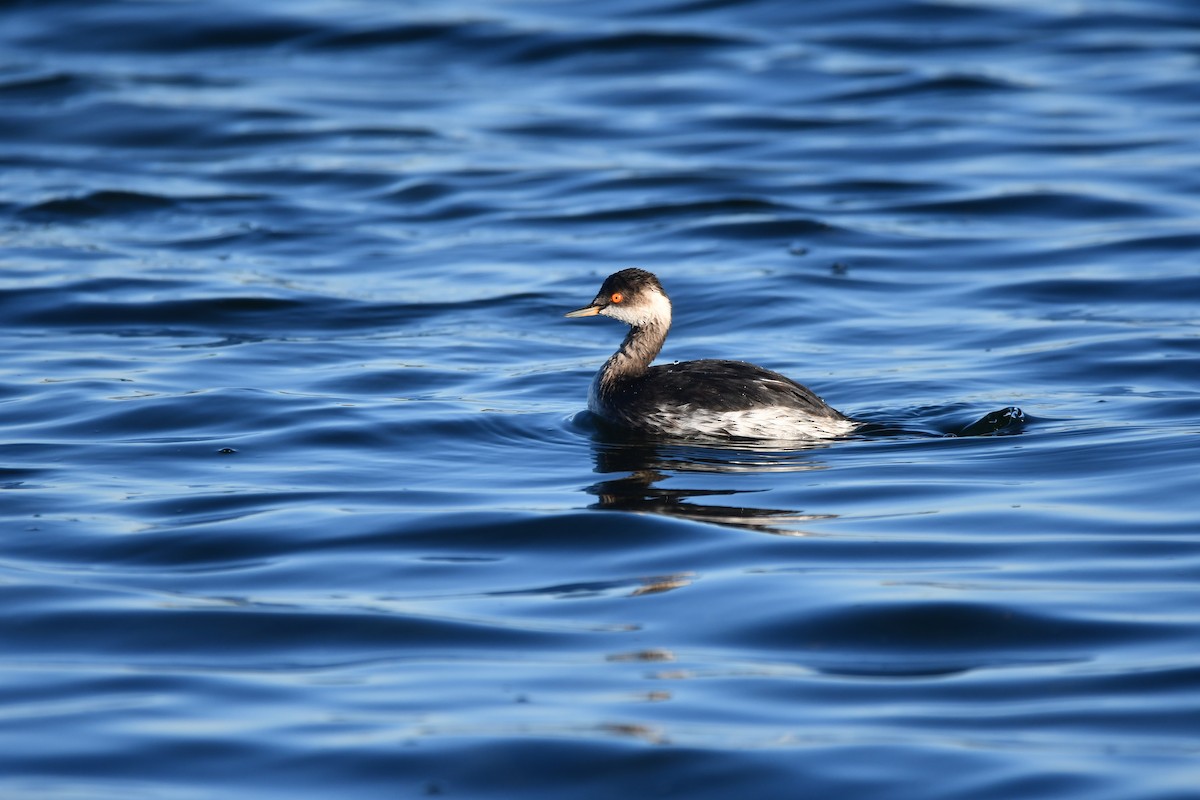 Eared Grebe - Alejandro Gómez Vilches