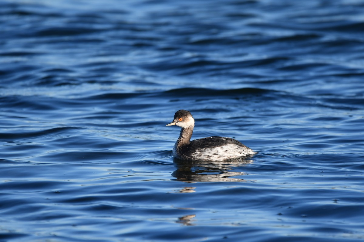 Eared Grebe - Alejandro Gómez Vilches