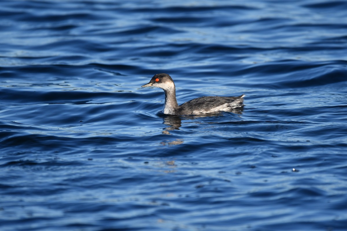 Eared Grebe - Alejandro Gómez Vilches