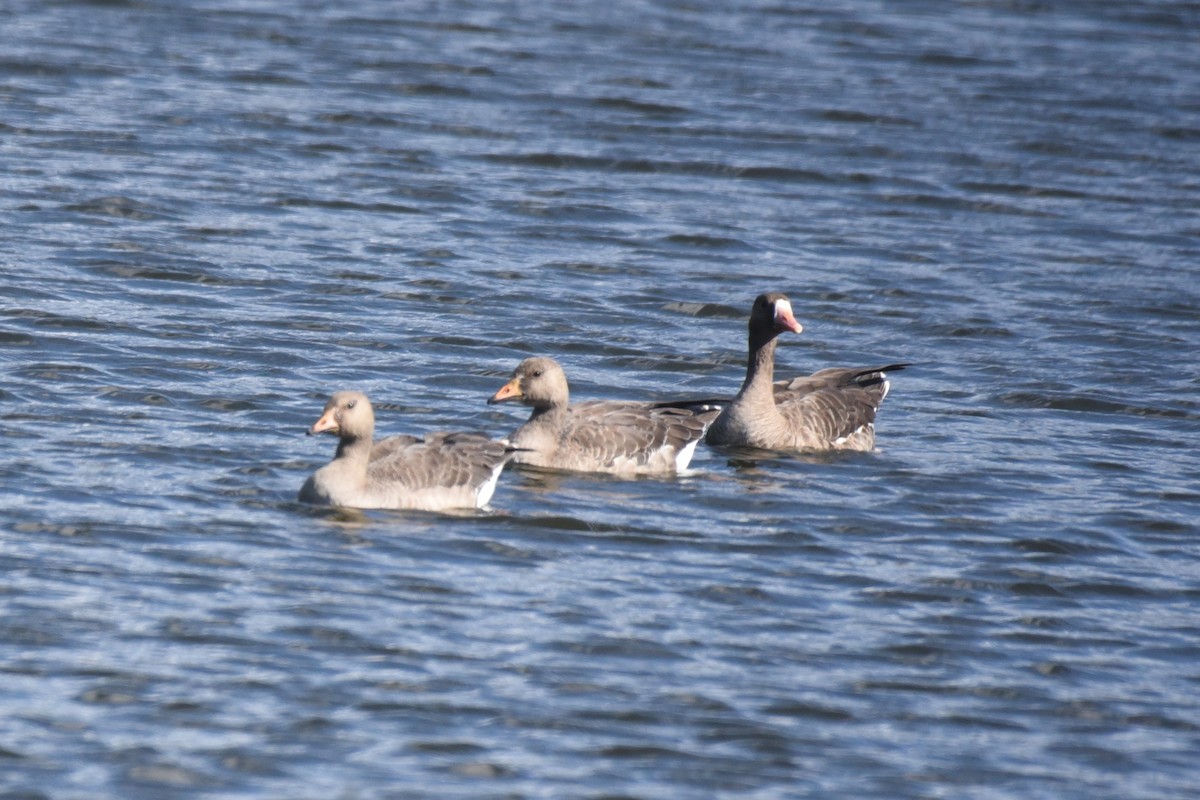 Greater White-fronted Goose - Kaye Burgdorff