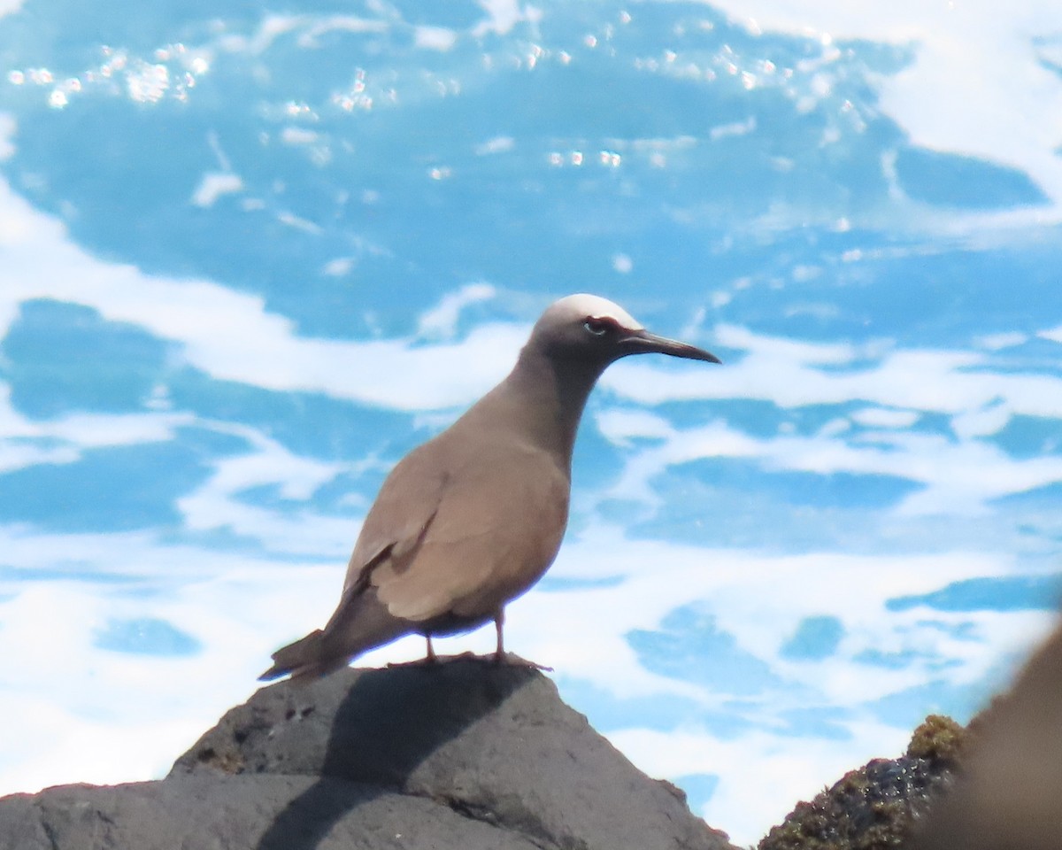 Brown Noddy - ML611234967