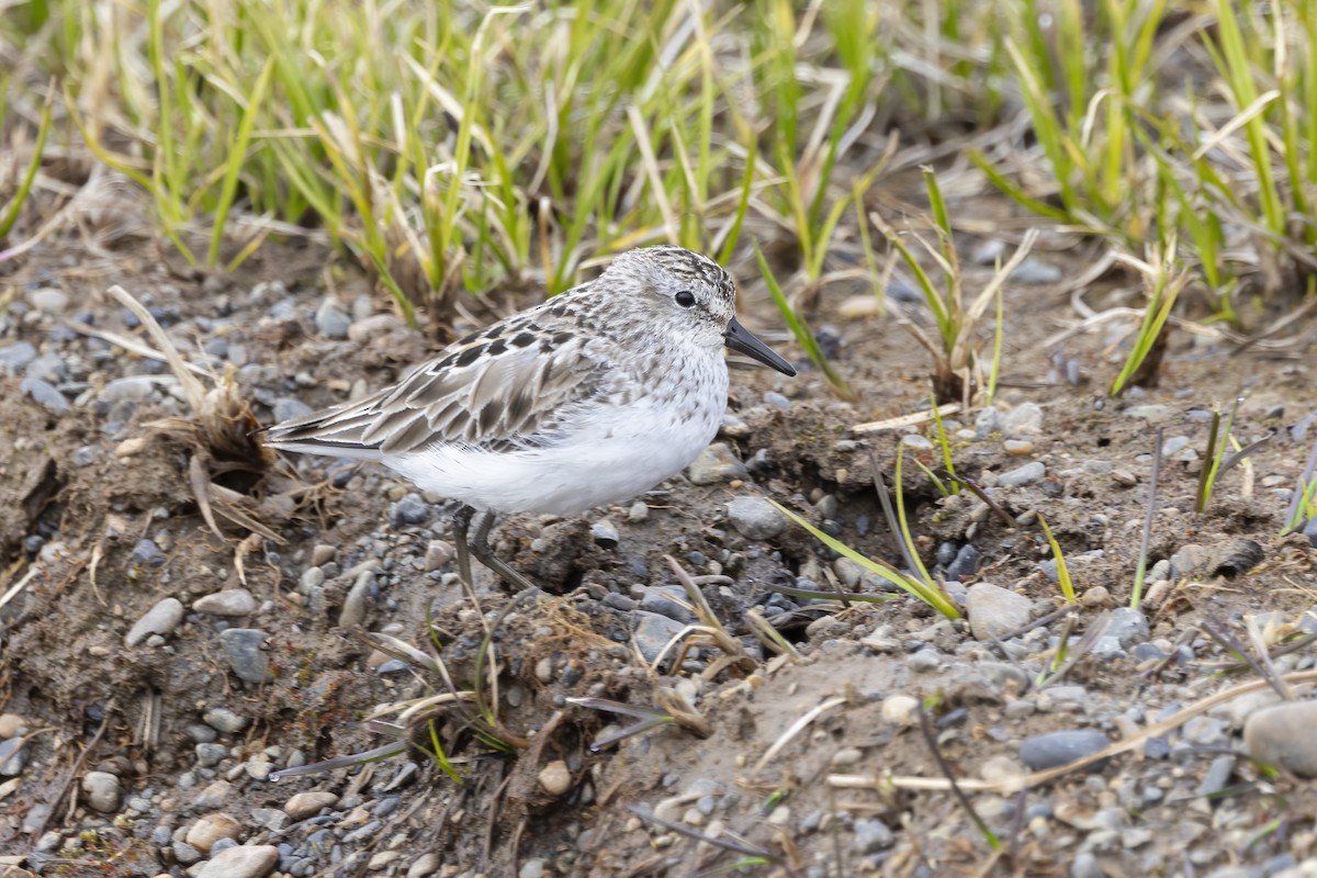 Semipalmated Sandpiper - ML611235008