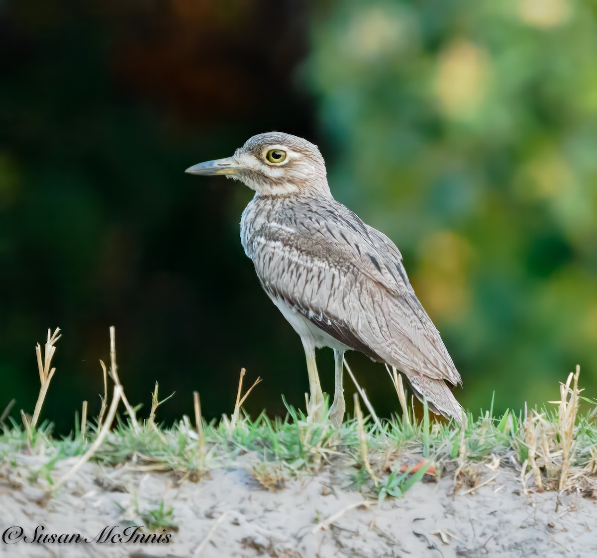 Water Thick-knee - Susan Mac