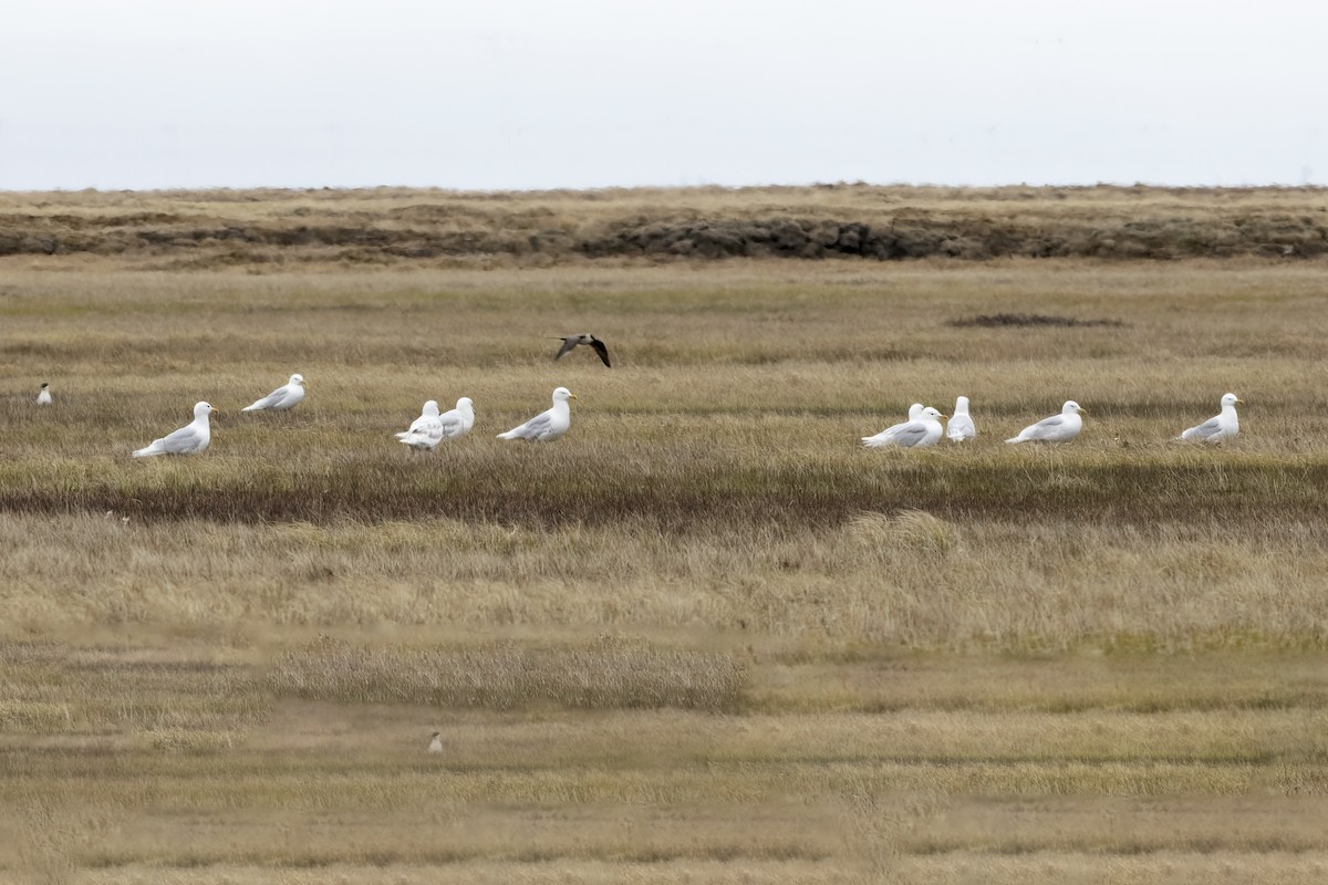 Glaucous Gull - Delfin Gonzalez