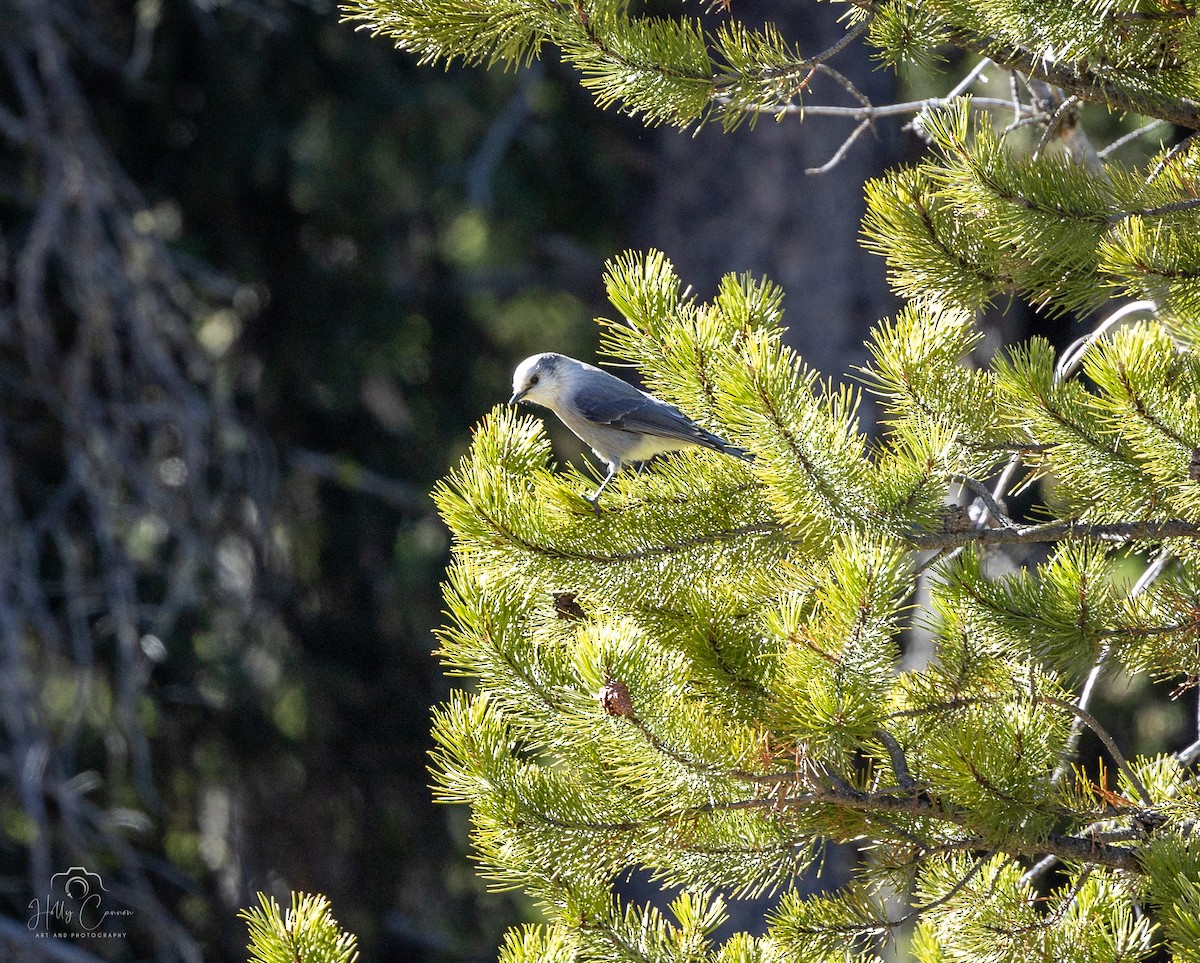 Canada Jay - ML611235082