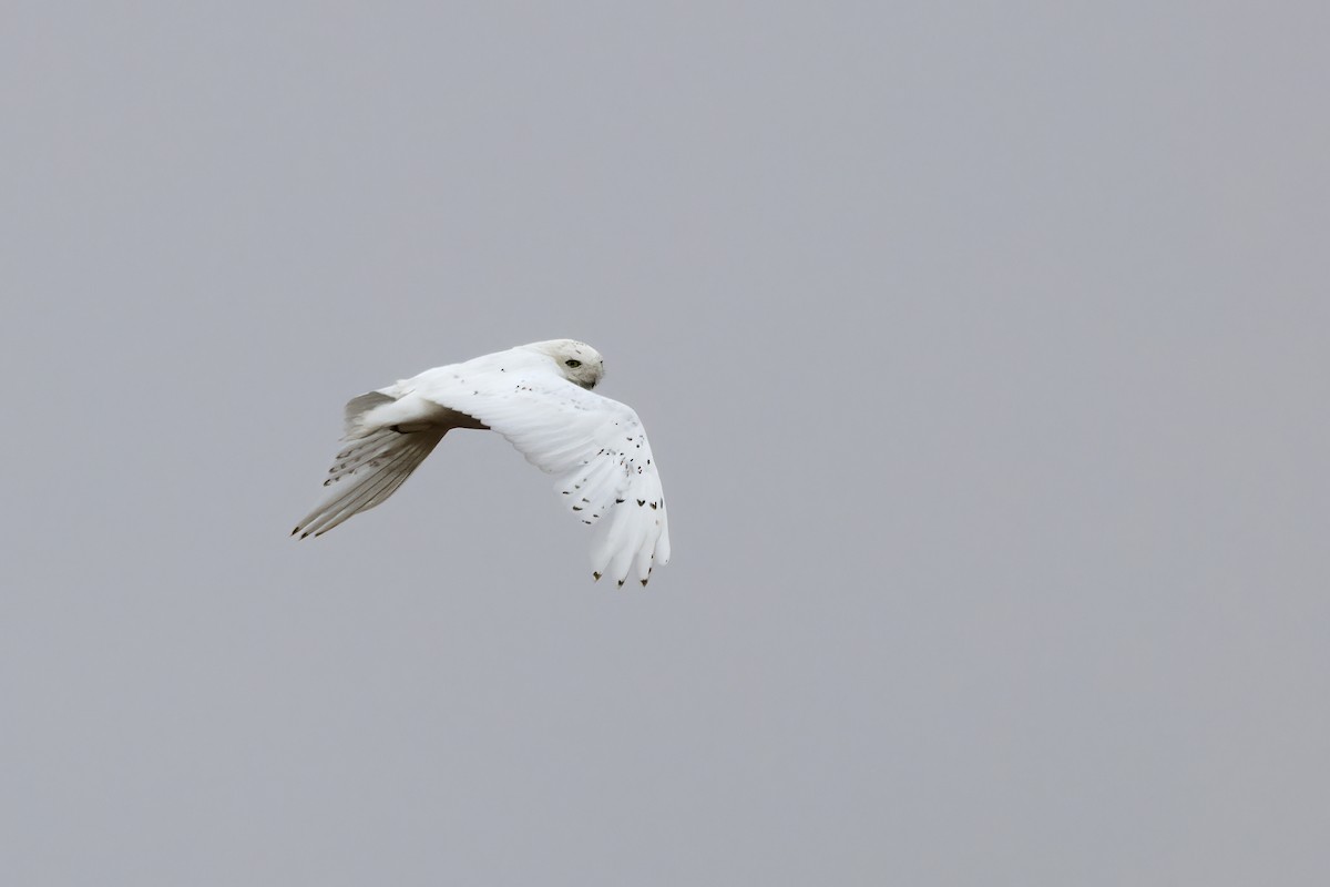 Snowy Owl - Delfin Gonzalez