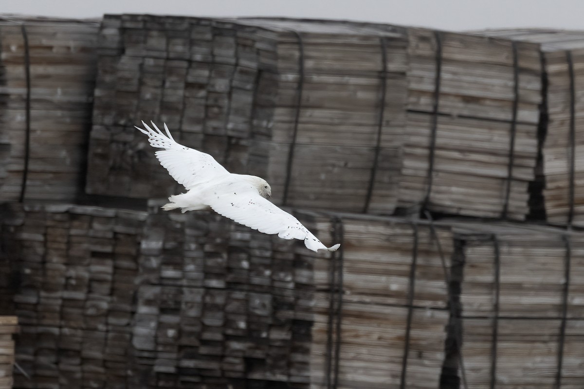 Snowy Owl - Delfin Gonzalez