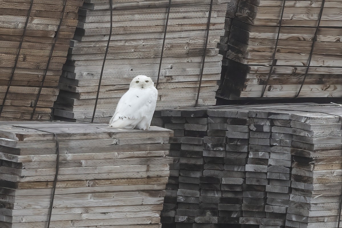 Snowy Owl - Delfin Gonzalez