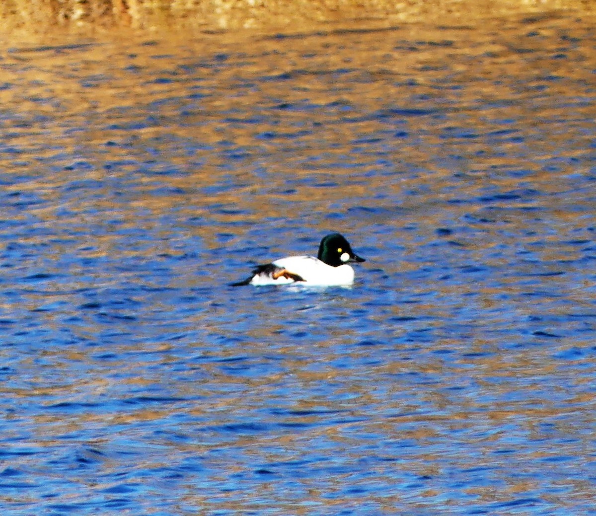 Common Goldeneye - ML611235110